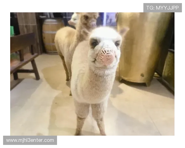 PG国际平台VV1活动地址.org如何快速找到官方活动地址及安全登录方法